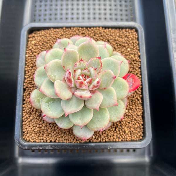 Echeveria 'Cherry Blossom' 3"-4" Succulent Plant Cutting