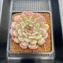 Echeveria 'Cherry Blossom' 3"-4" Succulent Plant Cutting