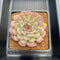 Echeveria 'Cherry Blossom' 3"-4" Succulent Plant Cutting