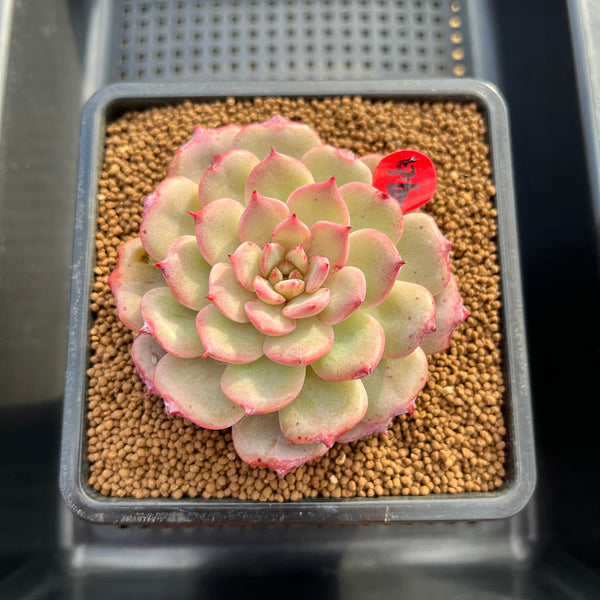 Echeveria 'Cherry Blossom' 3"-4" Succulent Plant Cutting