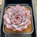 Echeveria 'Orange Monroe' 5" Large Succulent Plant Cutting