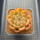 Echeveria 'Biella' 2"-3" Succulent Plant Cutting