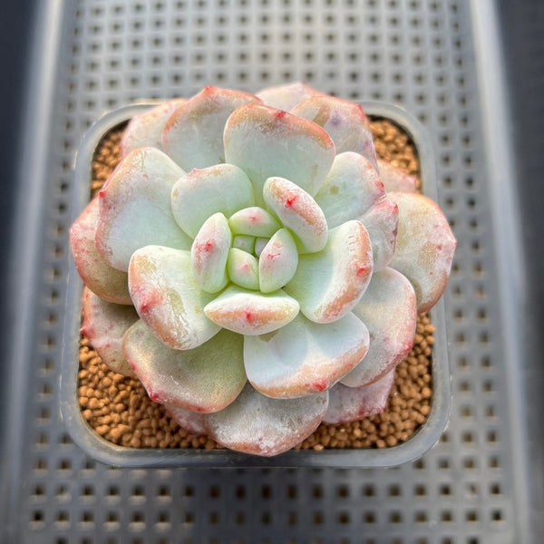 Echeveria 'Orange Monroe' Mutated 2"-3" Succulent Plant Cutting