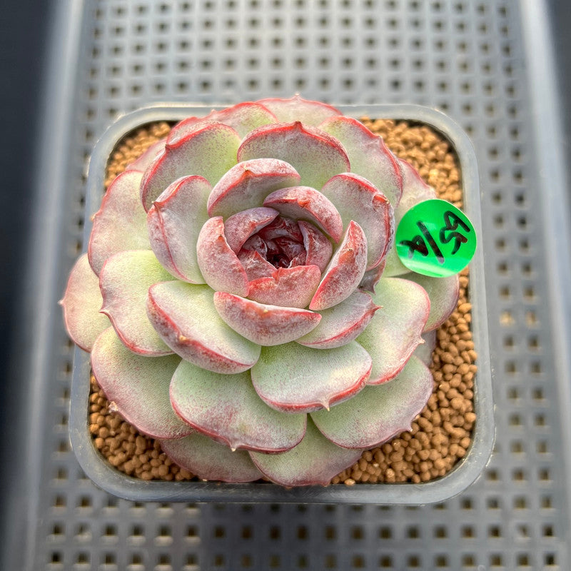 Echeveria 'Purple Oranda' 3"-4" Succulent Plant Cutting