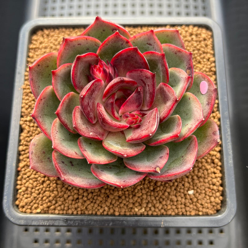 Echeveria 'Melodious' 3"-4" Succulent Plant Cutting