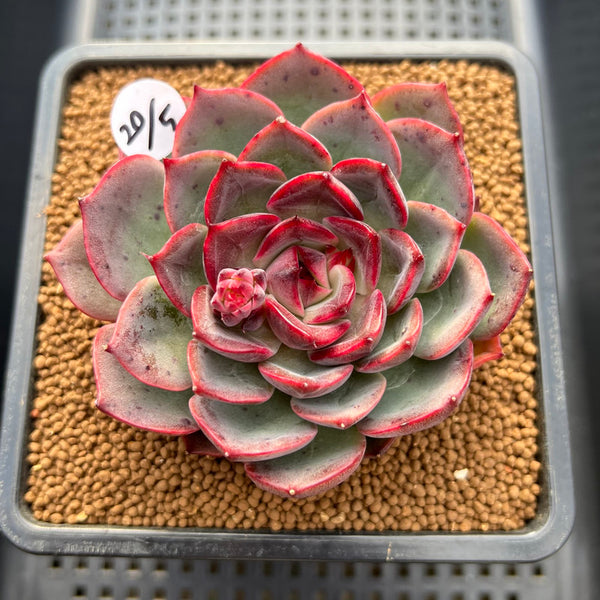 Echeveria 'Melodious' 3"-4" Succulent Plant Cutting