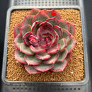 Echeveria 'Melodious' 3"-4" Succulent Plant Cutting