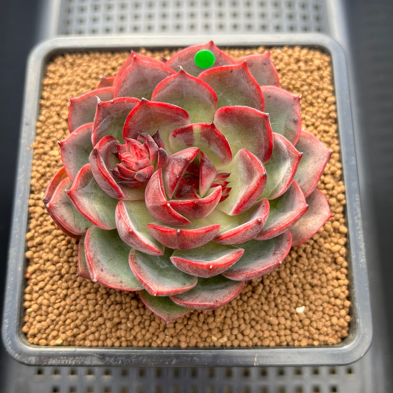 Echeveria 'Melodious' 3"-4" Succulent Plant Cutting