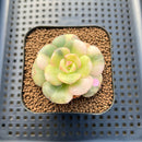 Echeveria 'Nicksana' Variegated 2" Succulent Plant Cutting