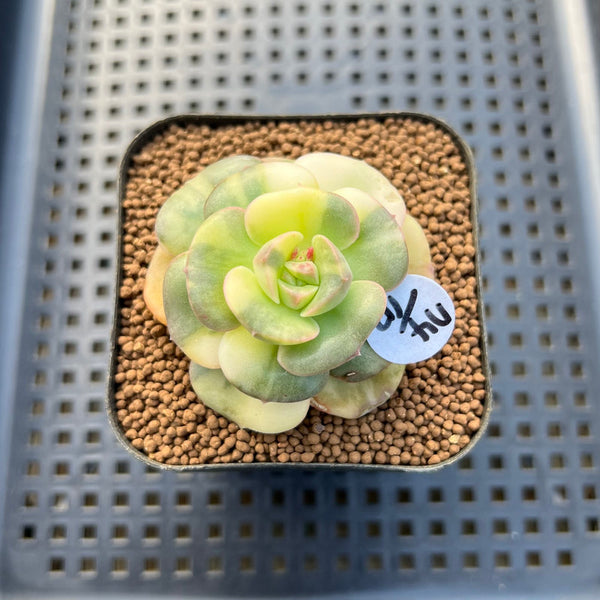 Echeveria 'Nicksana' Variegated 2" Succulent Plant Cutting