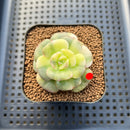 Echeveria 'Nicksana' Variegated 2" Succulent Plant Cutting