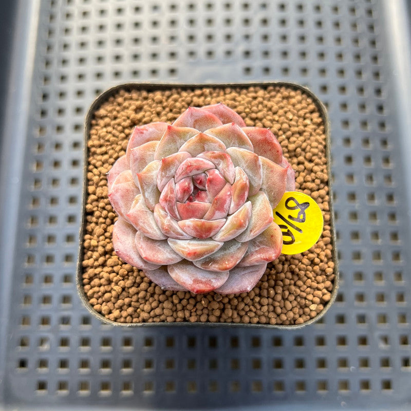 Echeveria 'Herace' 2" Succulent Plant Cutting