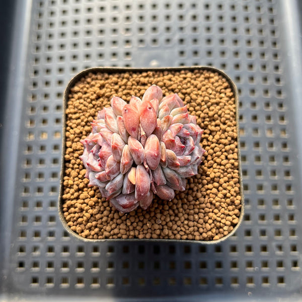 Echeveria 'Herace' 2" Succulent Plant Cutting