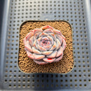 Echeveria 'Herace' 2" Succulent Plant Cutting