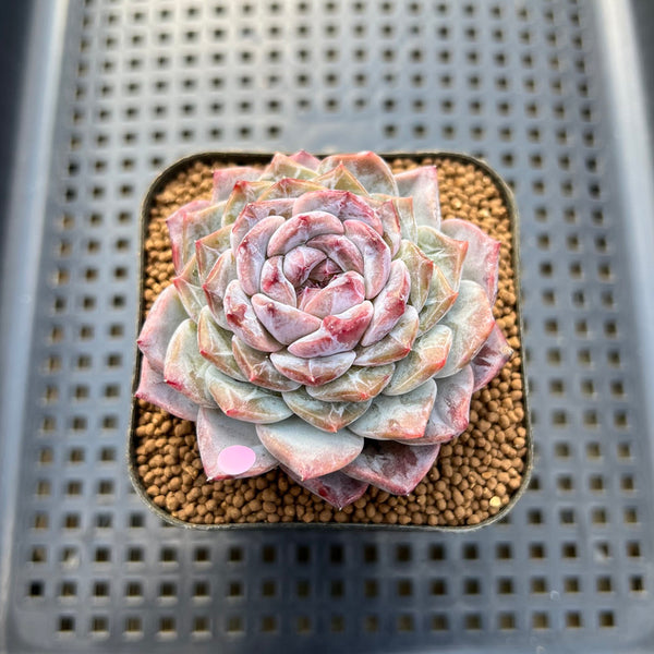 Echeveria 'Herace' 2" Succulent Plant Cutting