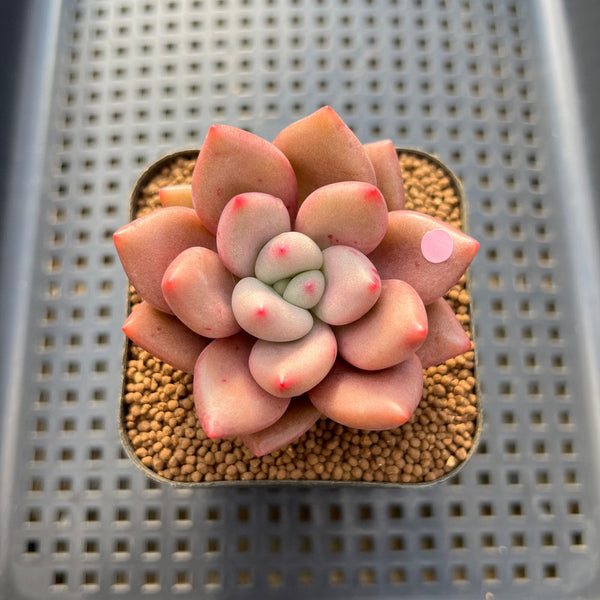 Graptoveria 'Ruby Donna' 2" Succulent Plant Cutting