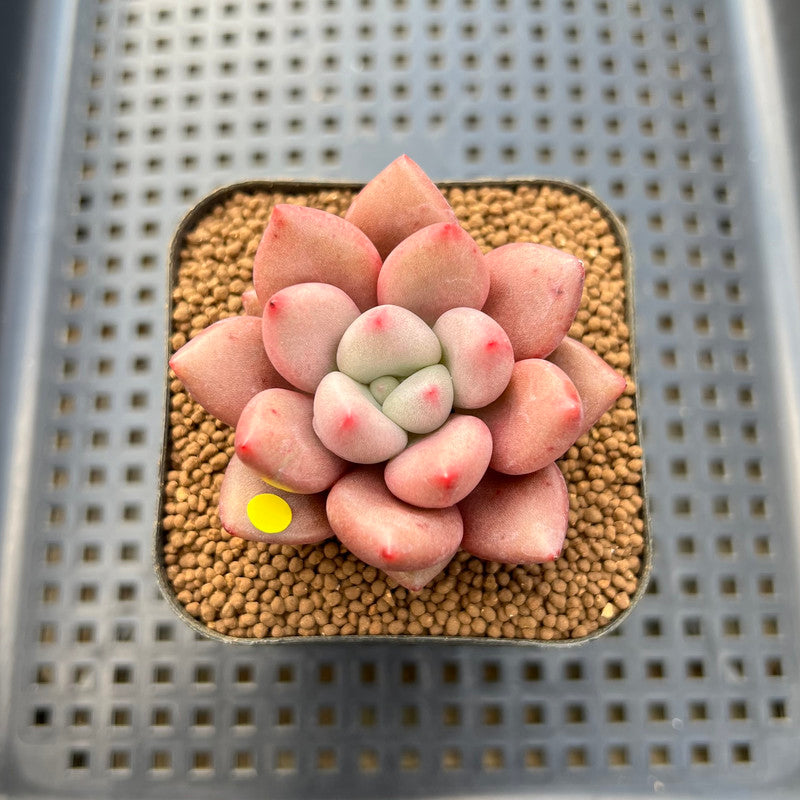 Graptoveria 'Ruby Donna' 2" Succulent Plant Cutting