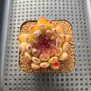 Echeveria 'Gemstone' 2" Succulent Plant Cutting