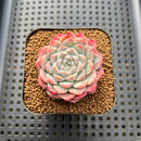 Echeveria 'Pink Bravo' 2" Succulent Plant Cutting