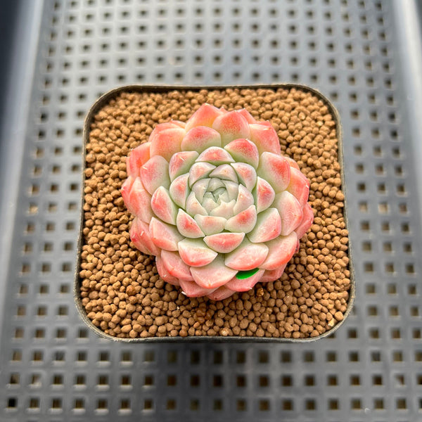 Echeveria 'Pink Bravo' 2" Succulent Plant Cutting