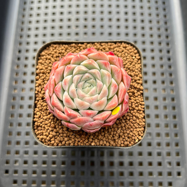 Echeveria 'Pink Bravo' 2" Succulent Plant Cutting