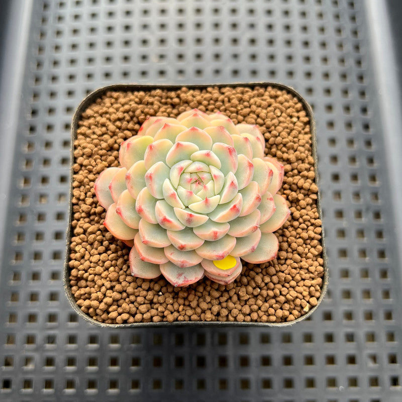 Echeveria 'Minima' Variegated 2" Succulent Plant Cutting