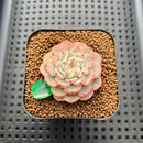 Echeveria 'Minima' Variegated 2" Succulent Plant Cutting