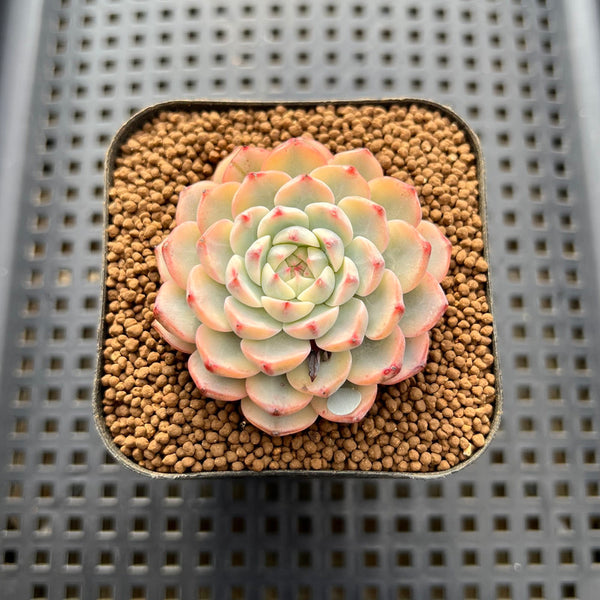 Echeveria 'Minima' Variegated 2" Succulent Plant Cutting