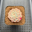 Echeveria 'Minima' Variegated 2" Succulent Plant Cutting