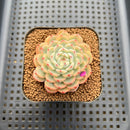 Echeveria 'Minima' Variegated 2" Succulent Plant Cutting