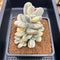 Cotyledon 'Orbiculata' Variegated Cluster 3"-4" Succulent Plant Cutting