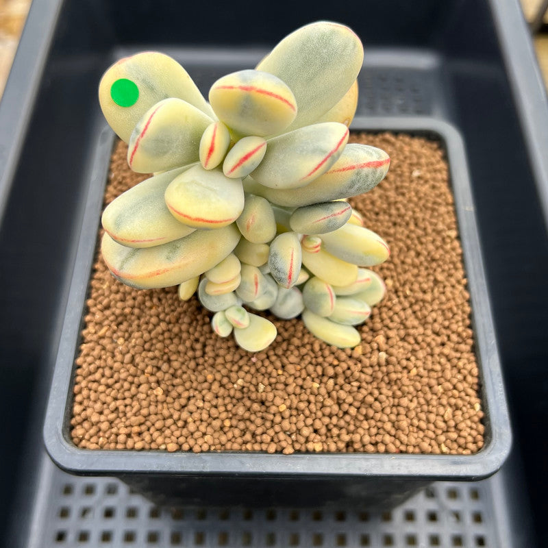 Cotyledon 'Orbiculata' Variegated Cluster 3"-4" Succulent Plant Cutting