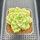 Echeveria Agavoides 'Wrinkle Maria' 2" Succulent Plant Cutting