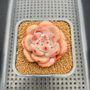 Echeveria 'Ariel' 2"-3" Succulent Plant Cutting