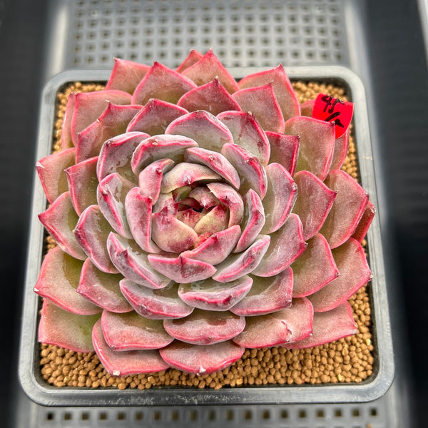 Echeveria 'Dior' 3"-4" Succulent Plant Cutting