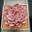 Echeveria 'Dior' 3"-4" Succulent Plant Cutting