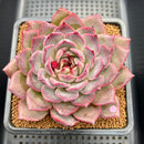 Echeveria 'Dior' 3"-4" Succulent Plant Cutting