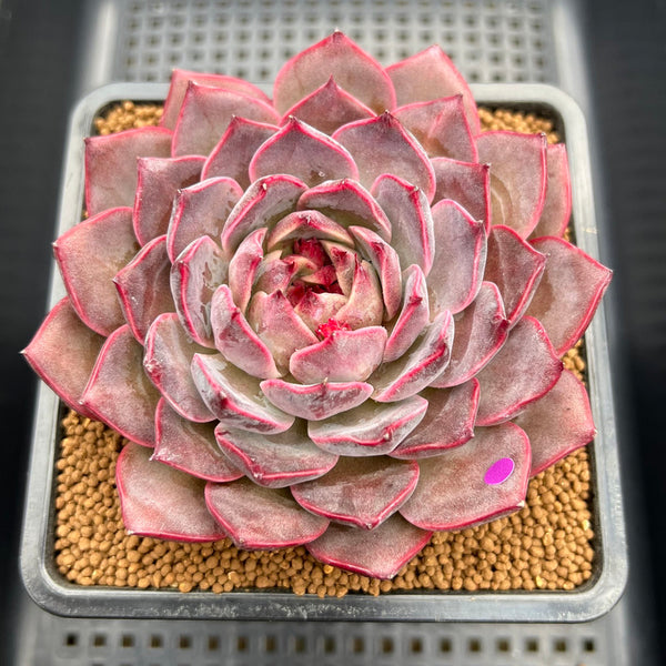 Echeveria 'Dior' 3"-4" Succulent Plant Cutting