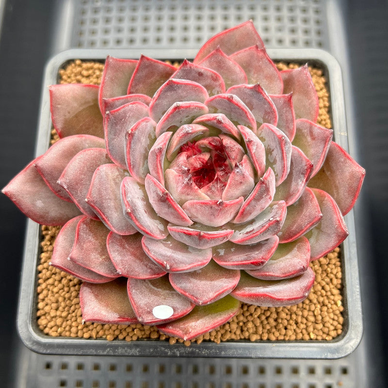 Echeveria 'Dior' 3"-4" Succulent Plant Cutting