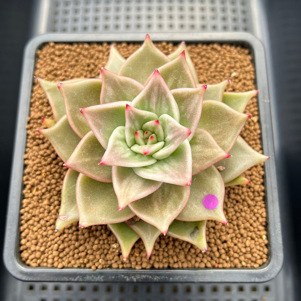 Echeveria 'Jade Star' Variegated 3"-4" Succulent Plant Cutting