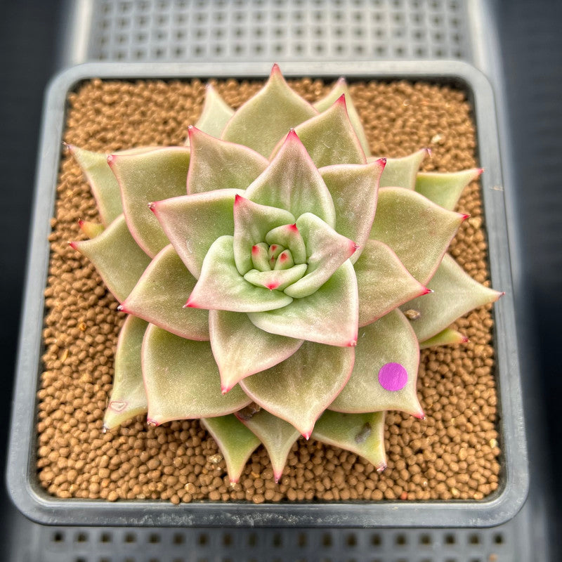 Echeveria 'Jade Star' Variegated 3"-4" Succulent Plant Cutting