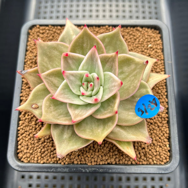 Echeveria 'Jade Star' Variegated 3"-4" Succulent Plant Cutting