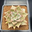 Echeveria 'Jade Star' Variegated 3"-4" Succulent Plant Cutting