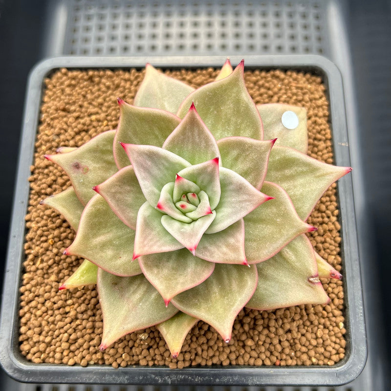 Echeveria 'Jade Star' Variegated 3"-4" Succulent Plant Cutting