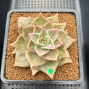 Echeveria 'Jade Star' Variegated 3"-4" Succulent Plant Cutting