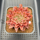 Graptoveria 'Starfire' 2" (Suculentia Original Hybrid) Succulent Plant Cutting