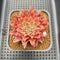 Graptoveria 'Starfire' 2" (Suculentia Original Hybrid) Succulent Plant Cutting