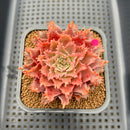 Graptoveria 'Starfire' 2" (Suculentia Original Hybrid) Succulent Plant Cutting