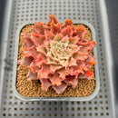 Graptoveria 'Starfire' 2" (Suculentia Original Hybrid) Succulent Plant Cutting