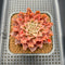 Graptoveria 'Starfire' 2" (Suculentia Original Hybrid) Succulent Plant Cutting